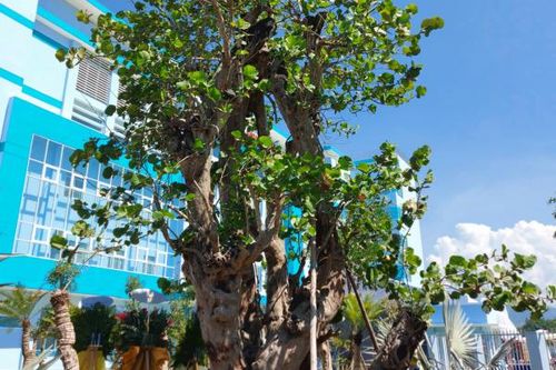 Cây tra cổ ở Bệnh viện Đa khoa Yersin Nha Trang