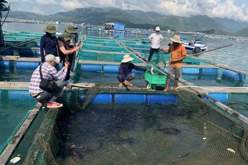 Chuyện về 'Tiến sĩ cá'