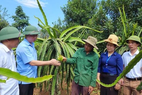 Sơn La phát triển cây ăn quả theo hướng bền vững