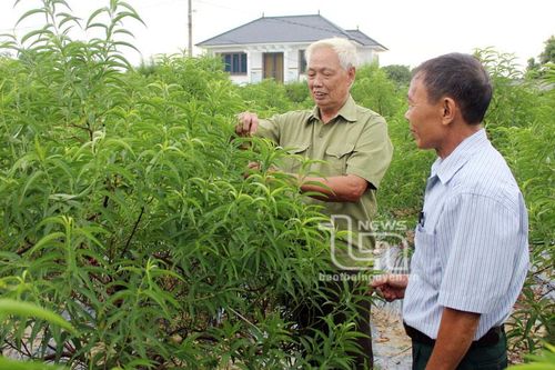 Người cao tuổi nêu gương sáng làm kinh tế giỏi