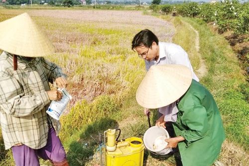 Thành công từ mô hình xử lý rơm rạ sau thu hoạch