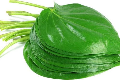 Hiệu quả bất ngờ của lá trầu không trong chữa bệnh viêm họng, khản tiếng
