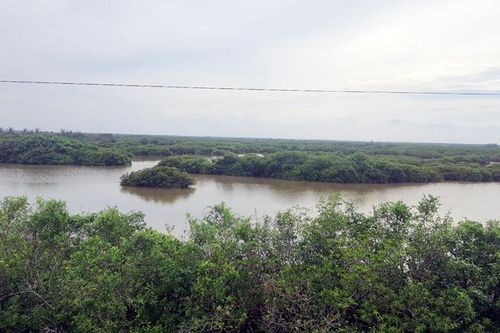 Thái Bình: Thông tin về Khu bảo tồn thiên nhiên đất ngập nước huyện Tiền Hải