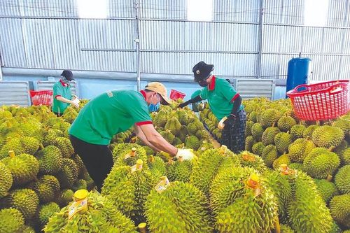Chủ động tạm dừng xuất khẩu mặt hàng nông sản vi phạm kiểm dịch