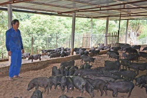 'Chìa khóa' mở hướng đi mới cho ngành nông nghiệp Tuyên Quang