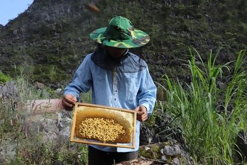 Giảm nghèo ở vùng đá xám