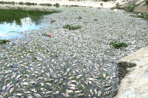 Thu gom gần 4 tấn cá chết nổi trắng kênh Đa Cô ở Đà Nẵng