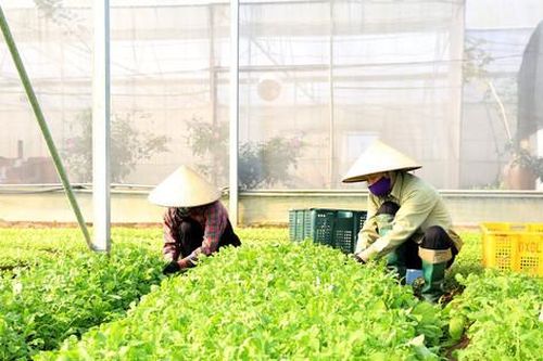 'Nhịp cầu nhà nông': Chia sẻ kinh nghiệm làm giàu