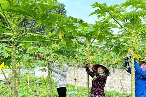 Thêm nhiều mô hình trồng rau, hoa ở Sơn Tây