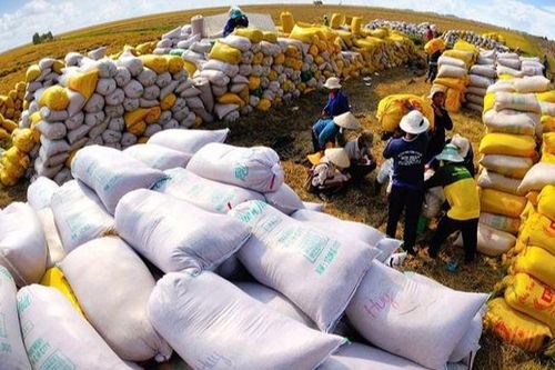 Khuyến cáo nông dân ven biển ĐBSCL xuống giống vụ Đông Xuân sớm tránh hạn mặn