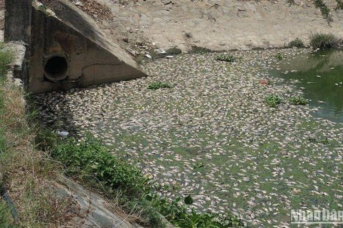 Đà Nẵng tiếp tục ghi nhận hàng tấn cá chết trắng tại khu vực hồ Hòa Phú