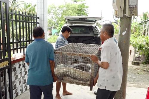 Giao nộp trăn đất 'khủng' ở Cà Mau: Loài trong Sách đỏ Việt Nam!