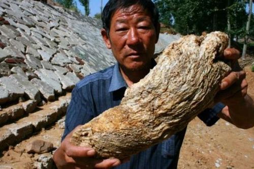 Mang gỗ lạ về nhà, chuyên gia lập tức phán: 'Báu vật tiền tỷ'