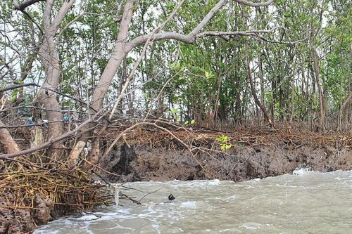 Giữ đất cho 'Mũi thuyền' Cà Mau - Bài 2: Những nỗ lực giảm thiệt hại