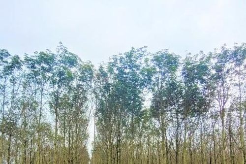Điều tra sai phạm tại Công ty Cao su Đắk Lắk