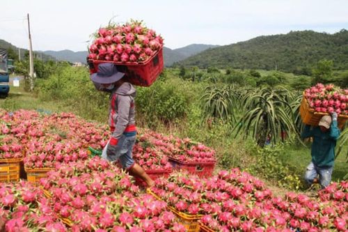 Bản tin kinh tế 14/9: Nông sản đi Trung Quốc tơi tới; Quỹ xăng dầu còn ngàn tỷ