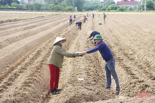 Hà Tĩnh khởi động sản xuất vụ đông năm 2023