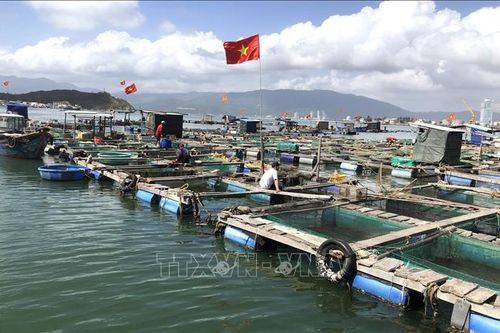 Nuôi cá lồng bè thu lãi cao