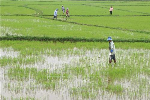 Khuyến cáo nông dân xuống giống sớm để né mặn