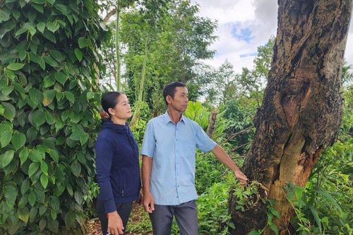 Tranh chấp, lấy đi 1 khúc gỗ muồng giá 2,6 triệu, người đàn ông trả giá đắt