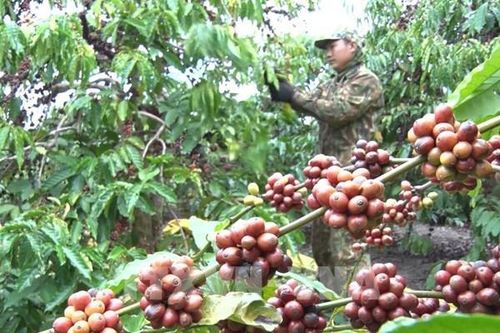 Quy định mới của EU khiến các doanh nghiệp cà phê bối rối