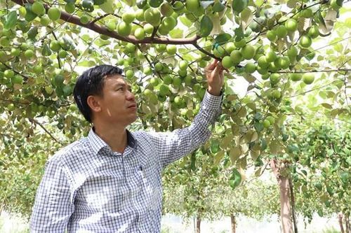 Siết chặt quản lý sản xuất, kinh doanh giống cây trồng