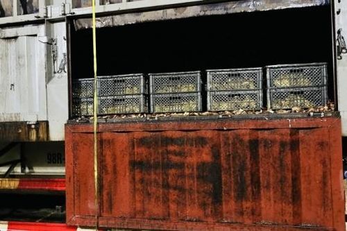 Lạng Sơn: Bắt giữ phương tiện vận chuyển 20.000 con vịt giống không rõ nguồn gốc