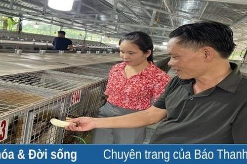 Nuôi chồn hương mang lại thu nhập cao