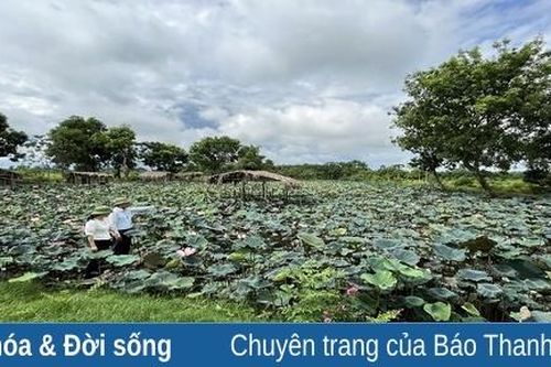 Mô hình trồng sen theo chuỗi đem lại hiệu quả kinh tế cao