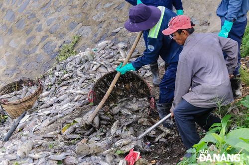 Cá chết nổi trắng kênh Đa Cô và hồ Liên Chiểu