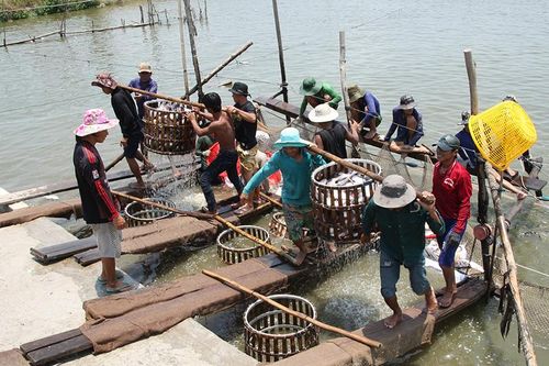 Tiếp tục phát huy lợi thế sản xuất nông nghiệp