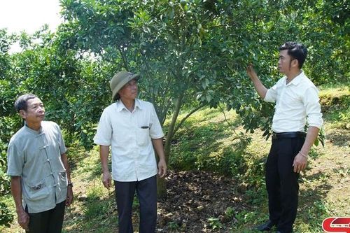 Phù Yên đa dạng các loại cây trồng