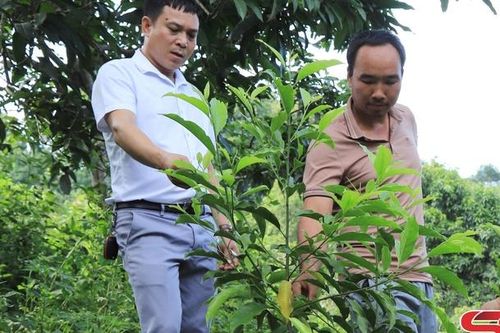 Học và làm theo Bác bằng những việc làm thiết thực