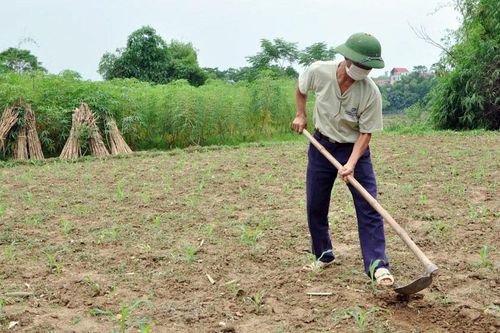 Phú Bình: Gieo trồng 1.750ha cây vụ đông