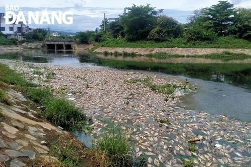 Điểm tin Môi trường ngày 14/9: Cá lại 'nổi trắng' kênh Đa Cô và hồ Liên Chiểu