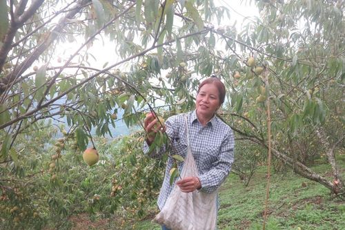 Nông nghiệp 'sạch' đuổi cái nghèo ở Ngân Sơn
