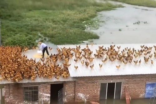 Nước lũ dâng cao, người đàn ông biến mái nhà thành trang trại nuôi gà
