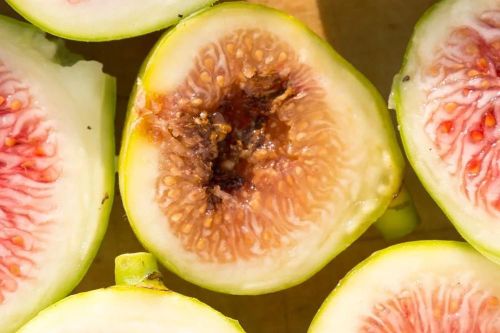 Côn trùng chui vào quả sung bằng cách nào?