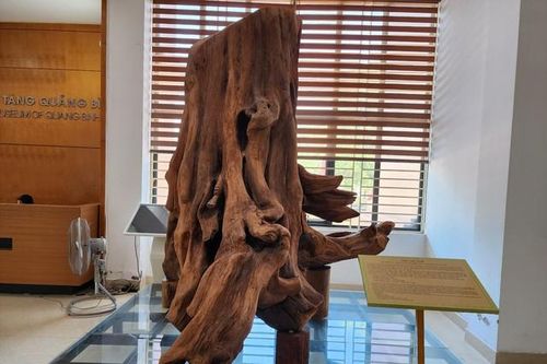 Cận cảnh gốc sưa 'khủng' được trưng bày tại Bảo tàng tỉnh Quảng Bình