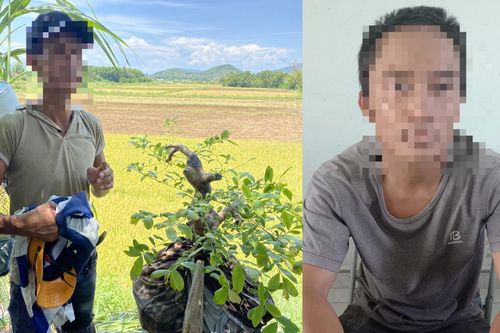 'Mai tặc' bị tóm