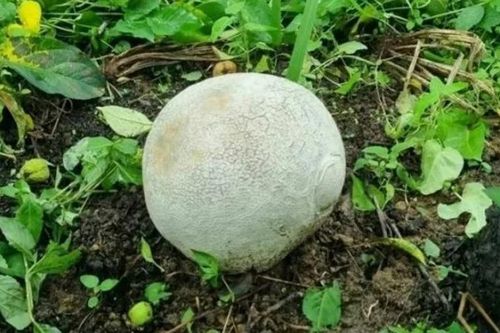 Bất ngờ đụng trúng 'quả trứng' khủng, run người khi biết rõ lai lịch