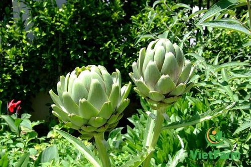 Xác lập kỷ lục 100 món ngon từ cây Atiso Đà Lạt