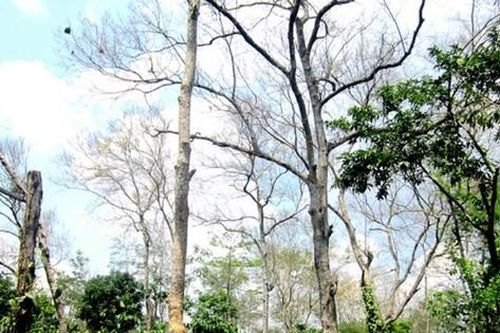Bị truy tố vì cưa, mang khúc cây ra khỏi vườn nhận khoán