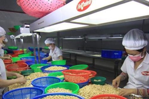 Lật tẩy đường dây nhập lậu điều, chiếm đoạt hơn 120 tỷ đồng thuế