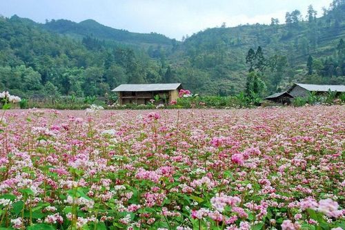 Lên kế hoạch khám phá Hà Giang mùa thu