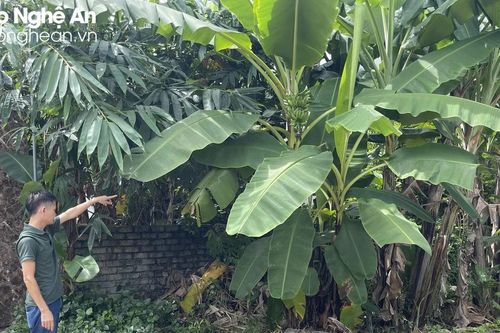 Cần làm rõ việc chậm cấp đổi Giấy chứng nhận quyền sử dụng đất cho người dân tại huyện Quỳnh Lưu