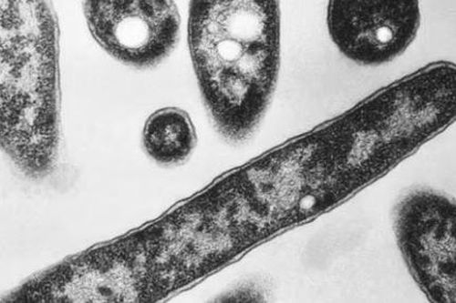 WHO: Ba Lan ghi nhận 23 ca tử vong do bệnh viêm phổi Legionnaires