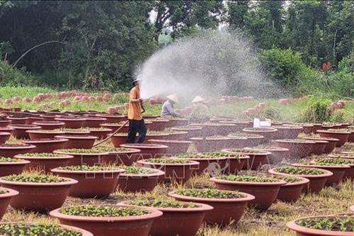 Người trồng hoa tấp nập xuống giống vụ Tết