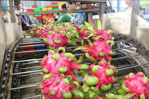Đưa đặc sản miền núi lên sàn thương mại điện tử