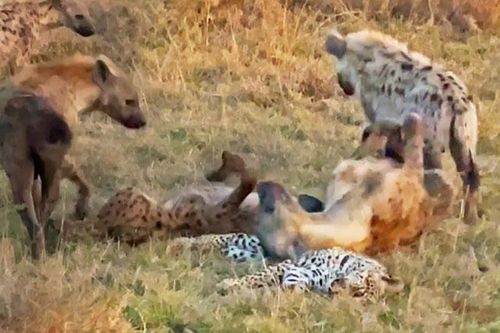 CLIP: Bầy linh cẩu thản nhiên chơi đùa bên xác báo hoa mai